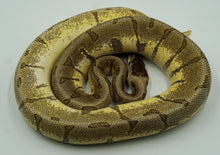 Load image into Gallery viewer, Spider Enchi Mojave Yellow Belly Odium Ball Python (0.1)
