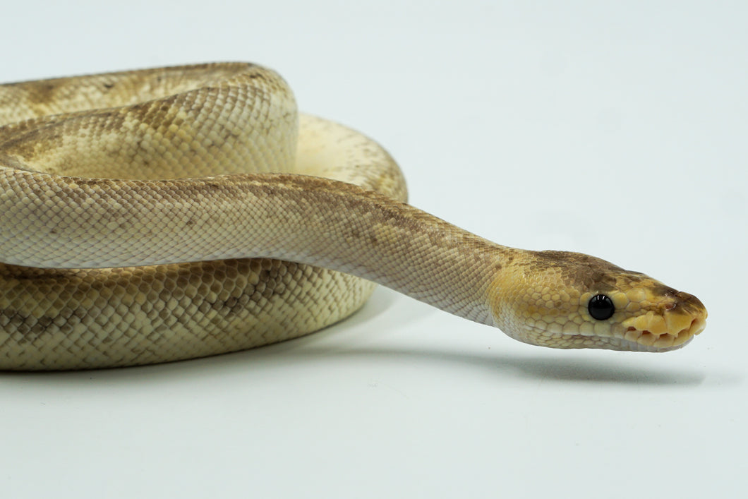 Pastel Champagne ++ From Odium Ball Python (1.0)
