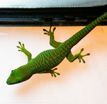Load image into Gallery viewer, Giant Crimson Day Gecko (Baby)
