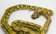 Load image into Gallery viewer, Platinum Marble Tiger Reticulated Python (1.0)
